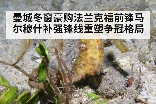 曼城冬窗豪购法兰克福前锋马尔穆什补强锋线重塑争冠格局